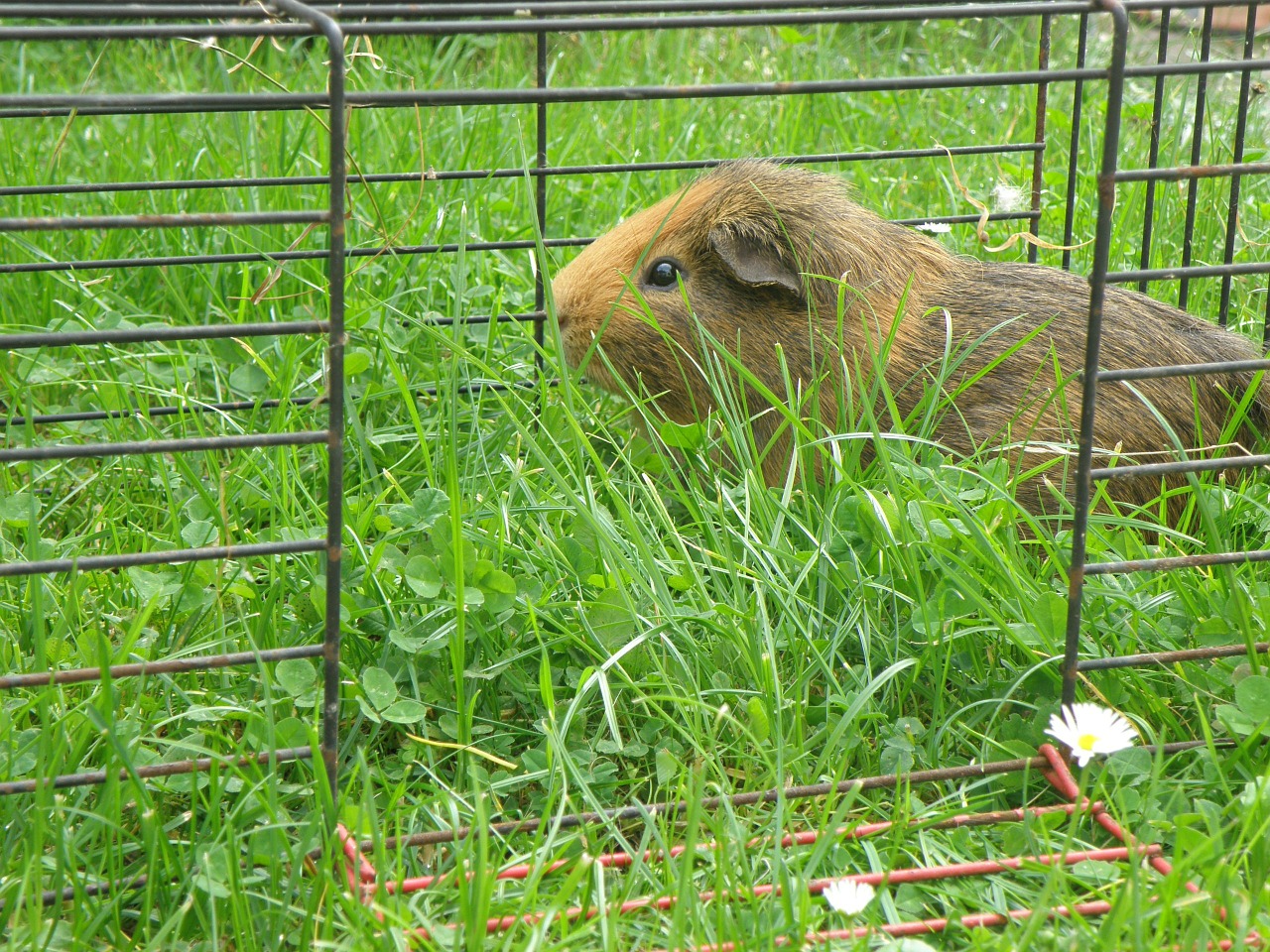 guinea-pig male agouti free photo