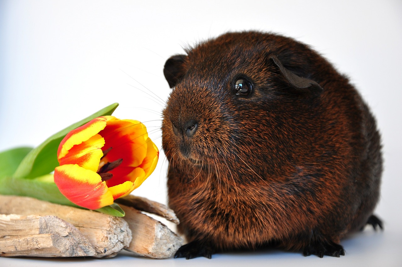 guinea pig smooth hair fur animals free photo