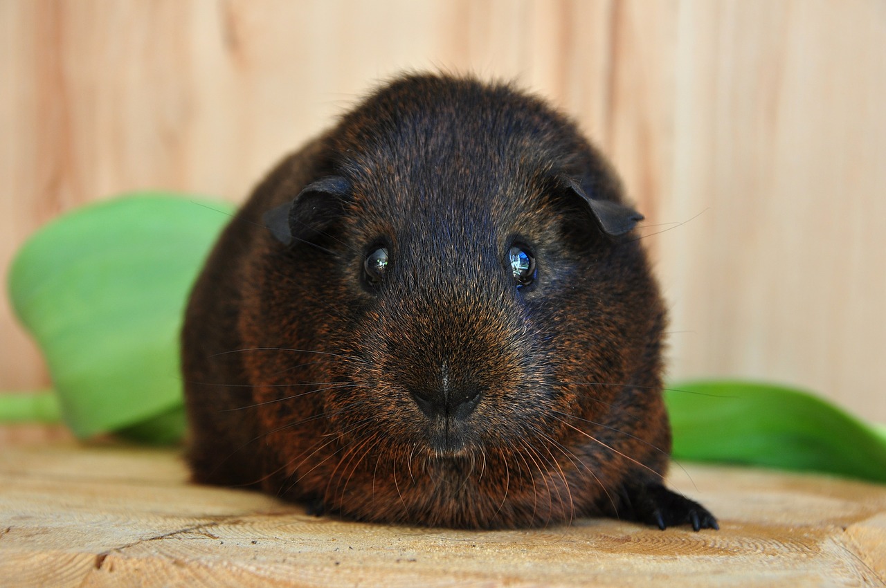 guinea pig smooth hair fur animals free photo