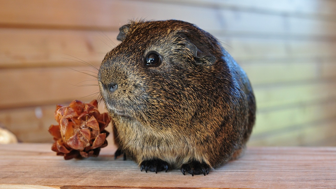 guinea pig gray agouti fur free photo