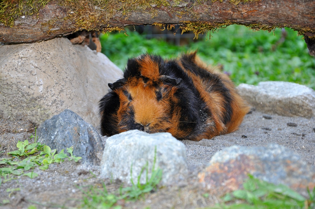 guinea pig animal rodent free photo
