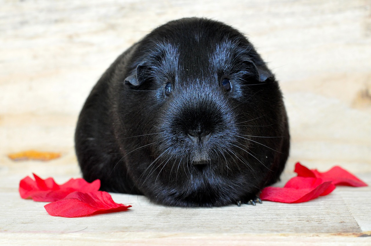 guinea pig smooth hair black free photo