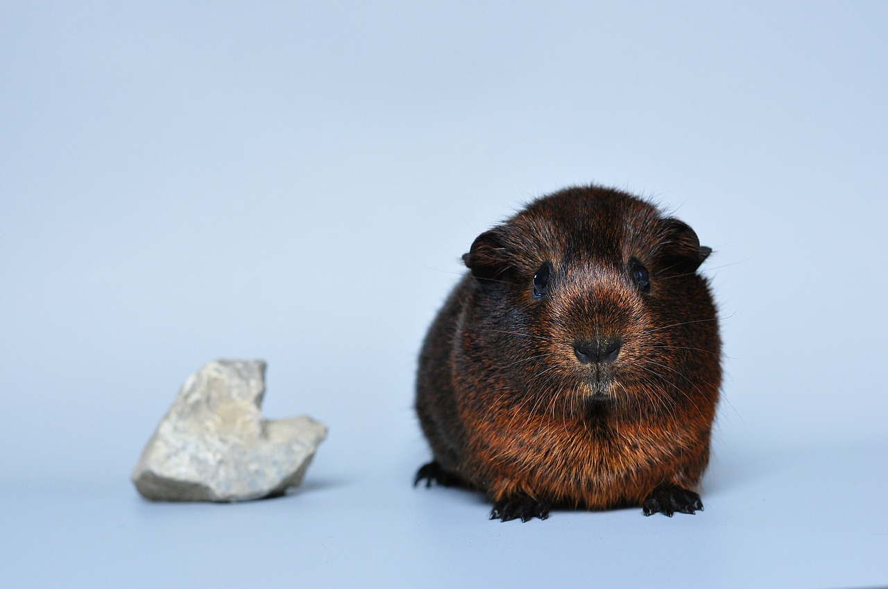 guinea pig smooth hair gold agouti free photo