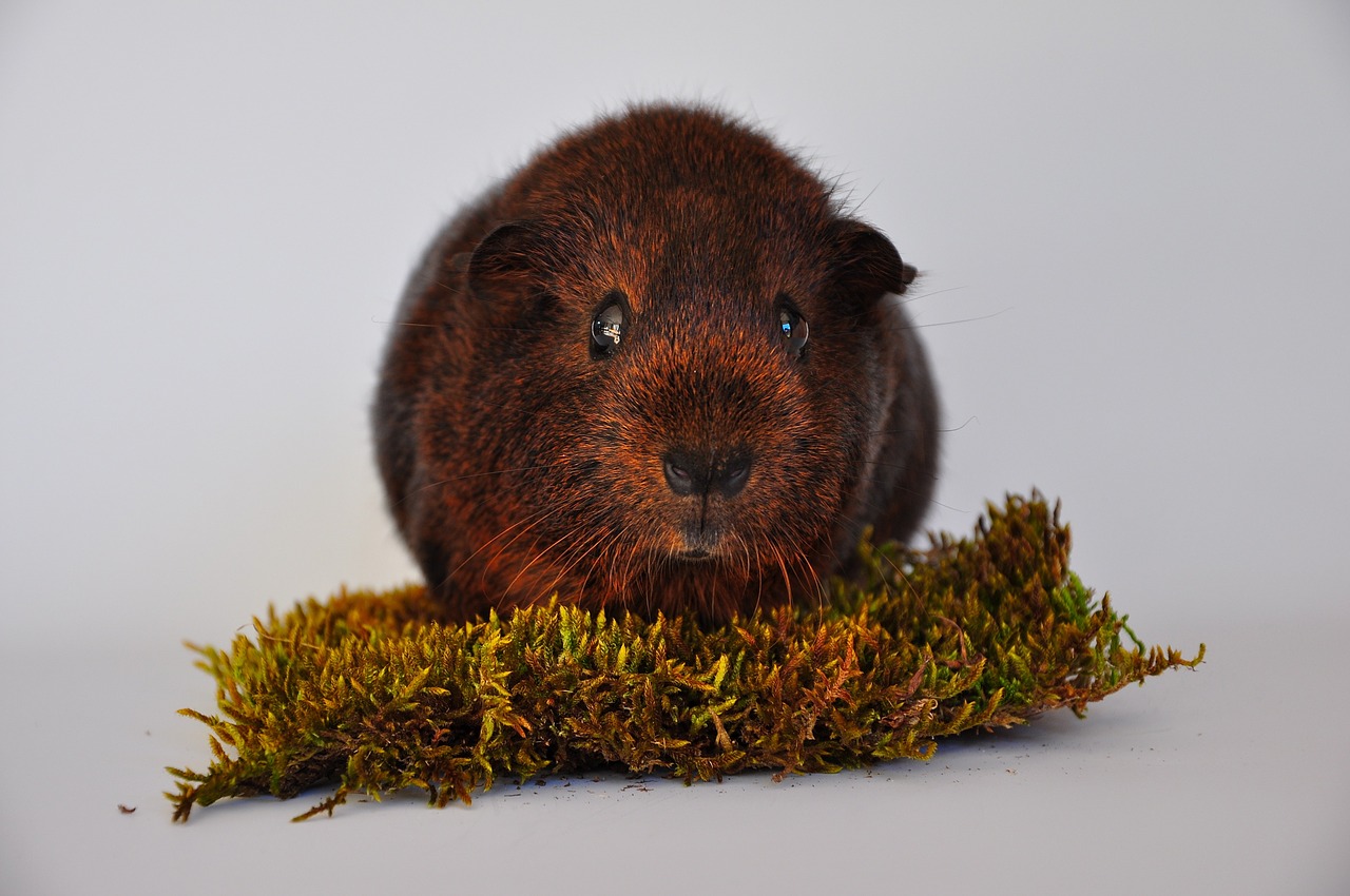 guinea pig smooth hair gold agouti free photo