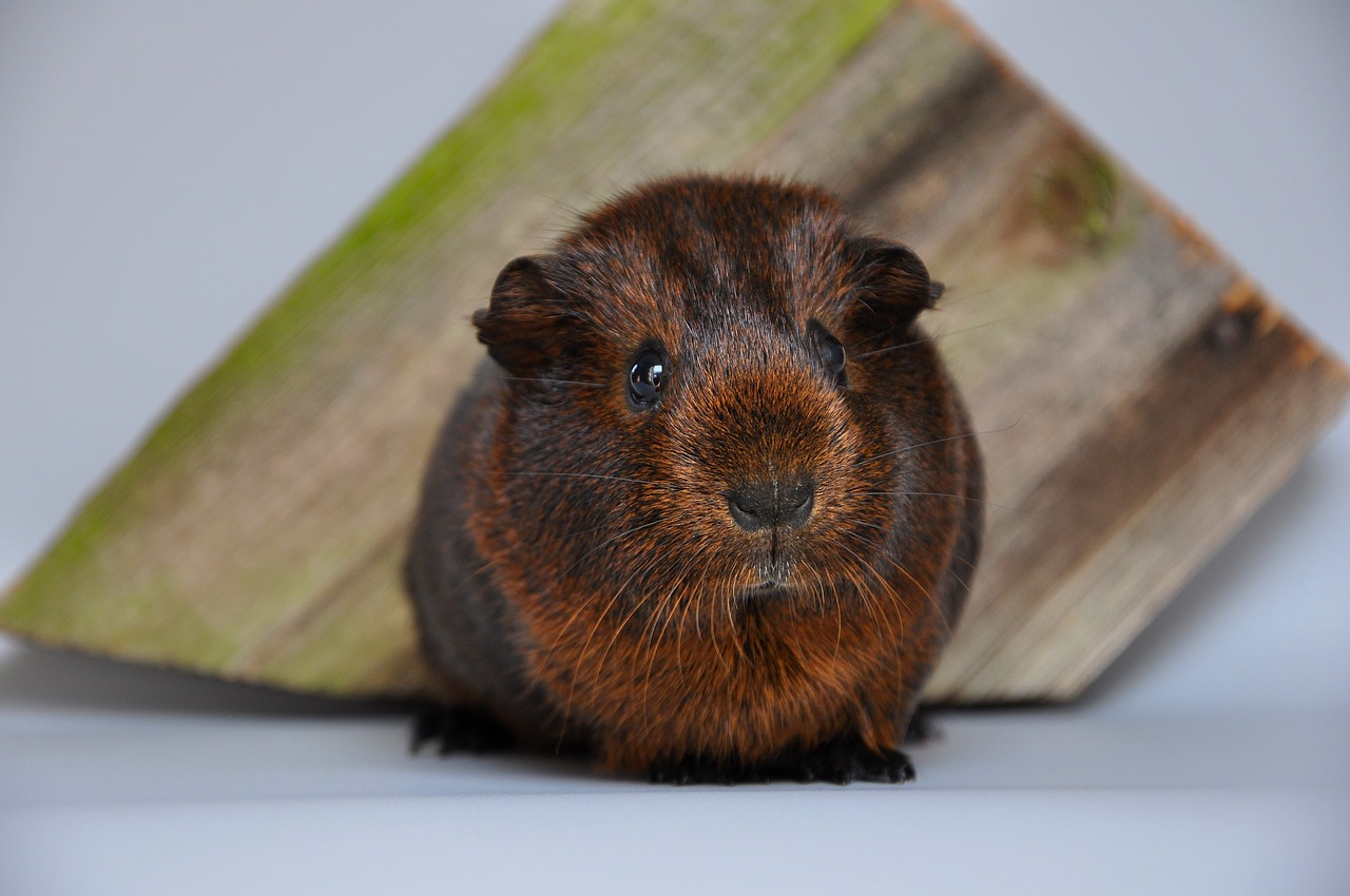 guinea pig gold agouti smooth hair free photo