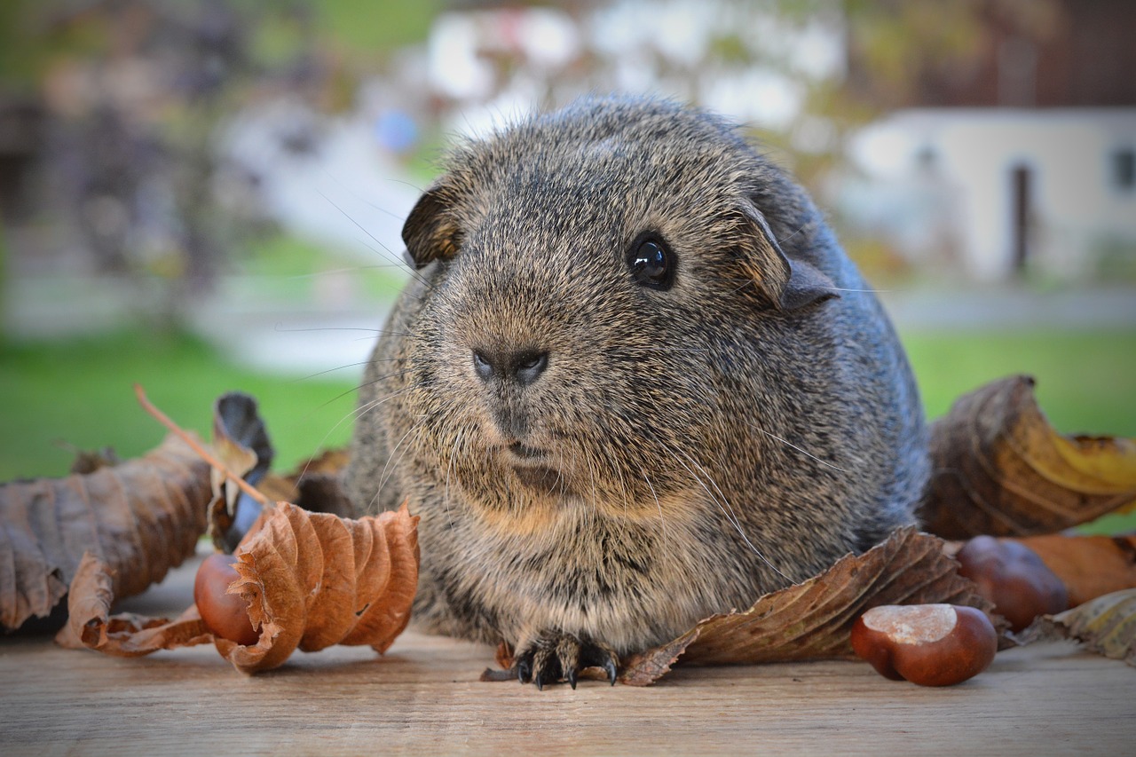 guinea pig smooth hair black-cream-agouti free photo