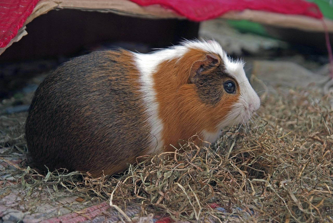 guinea pig rodent cuy free photo