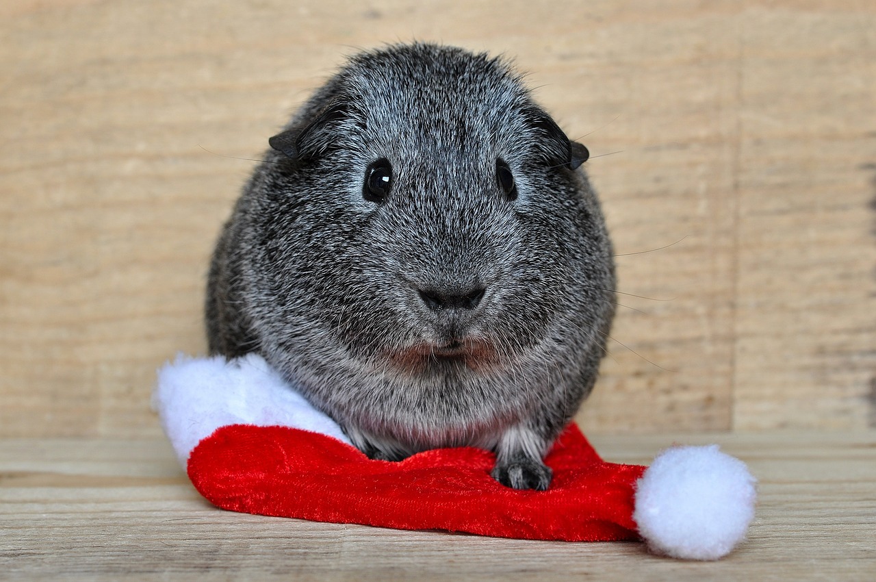 guinea pig smooth hair young animal free photo