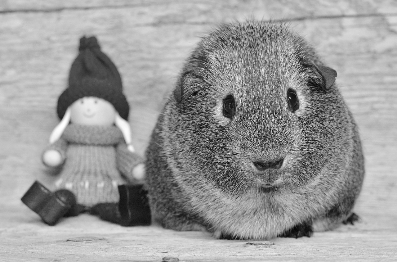 guinea pig smooth hair imp free photo