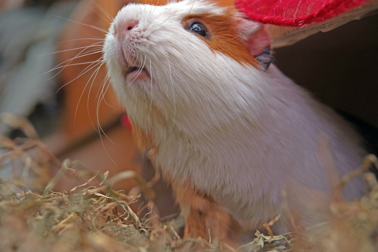 guinea pig rodent cuy free photo