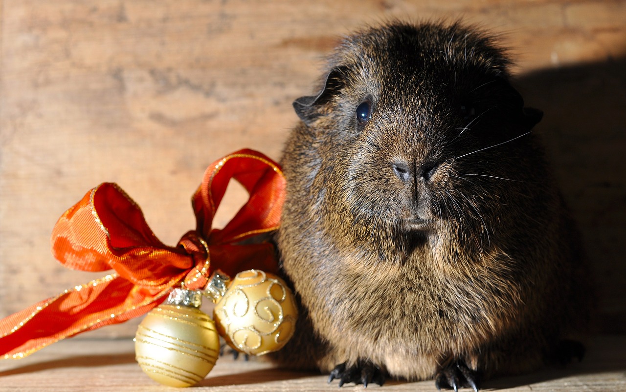 guinea pig smooth hair black buff-agouti free photo