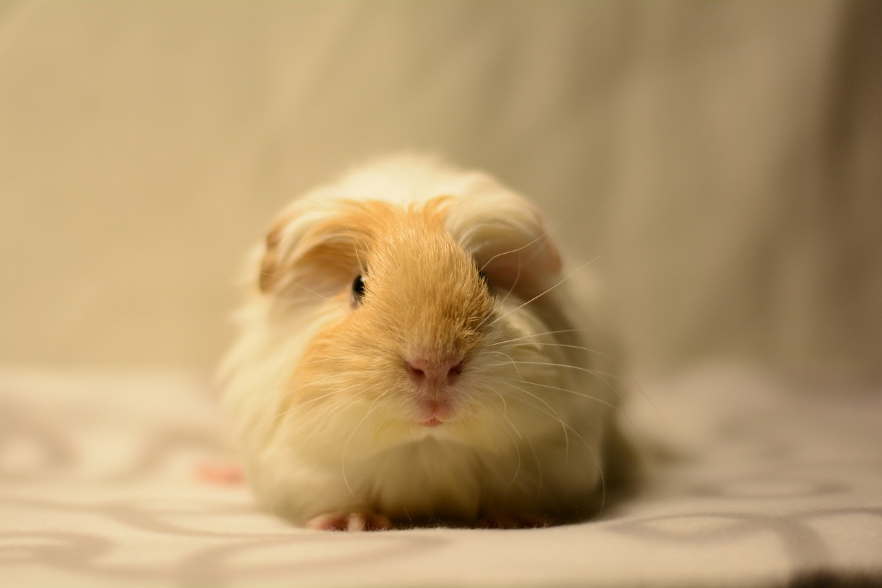 guinea pig cavy cute free photo