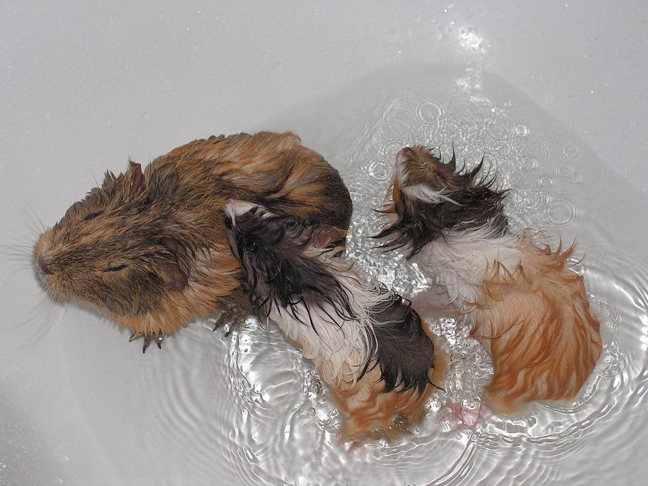 guinea-pig cub female free photo