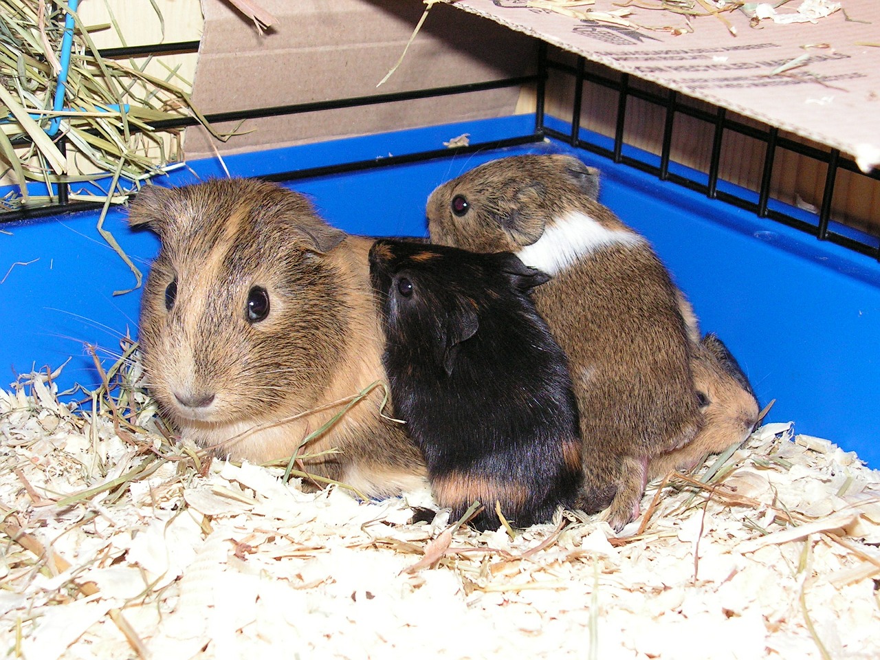 guinea-pig female mother free photo