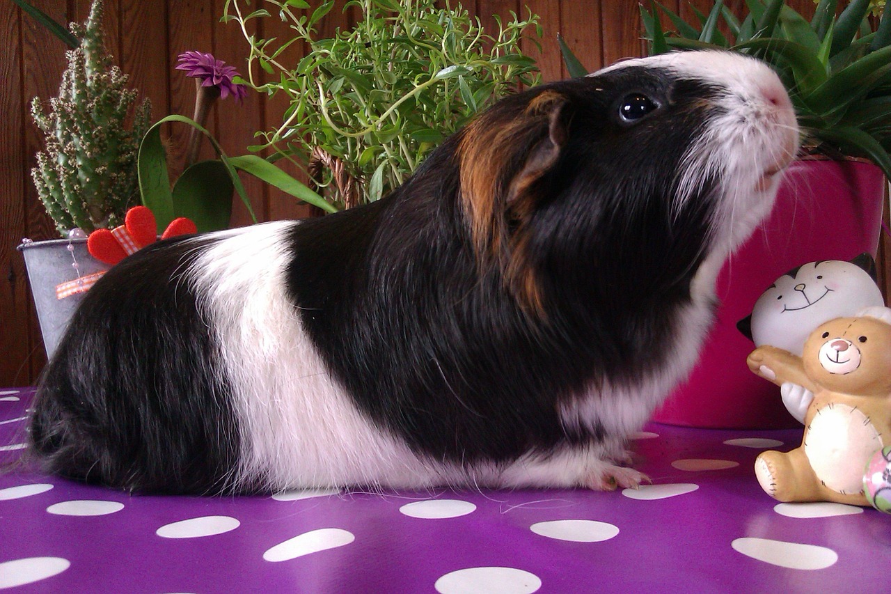 guinea pig smooth hair nager free photo