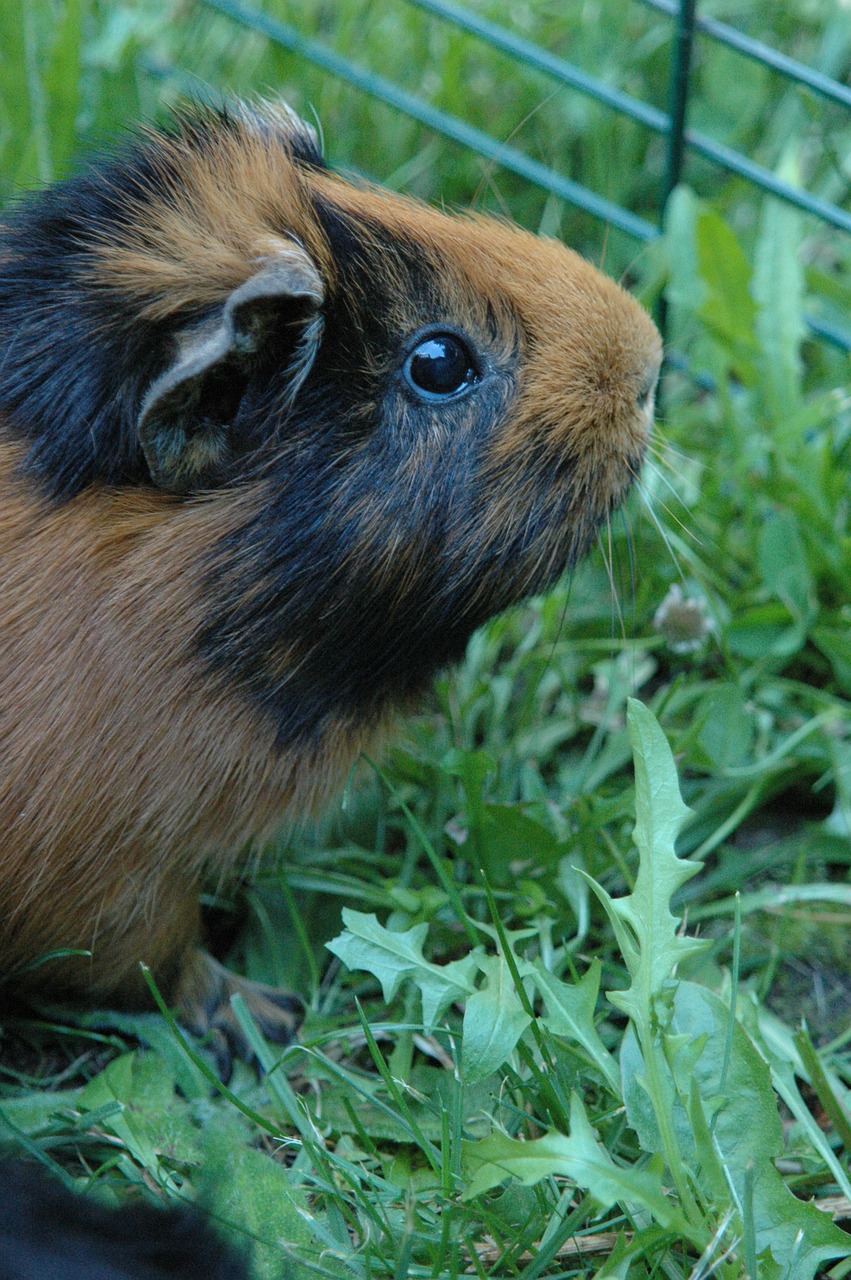 guinea pig animal cinnamon free photo