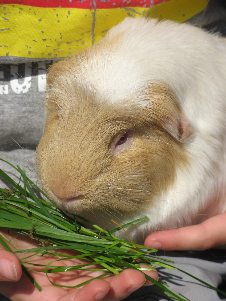 guinea pig feed rodent free photo