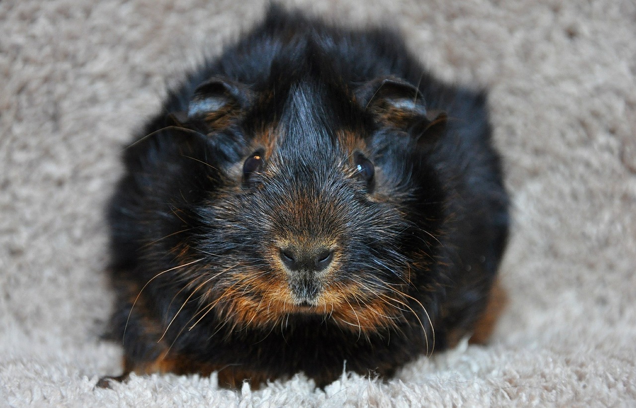 guinea pig rosette black tan free photo