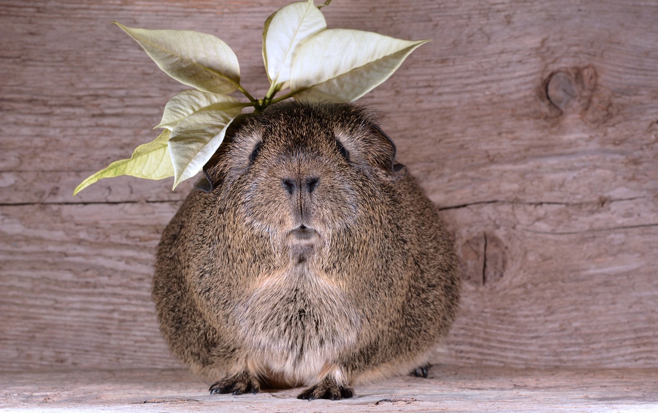 guinea pig smooth hair lemonagouti free photo