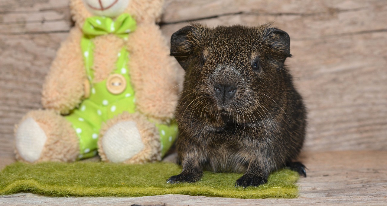 guinea pig smooth hair lemonagouti free photo