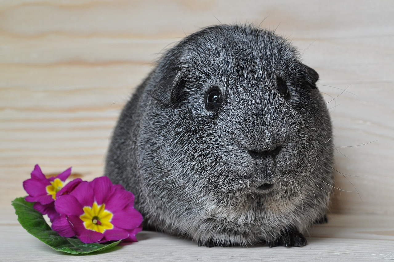 guinea pig smooth hair silver free photo