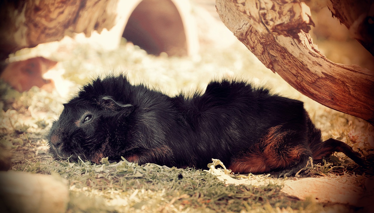 guinea pig rosette tousled free photo