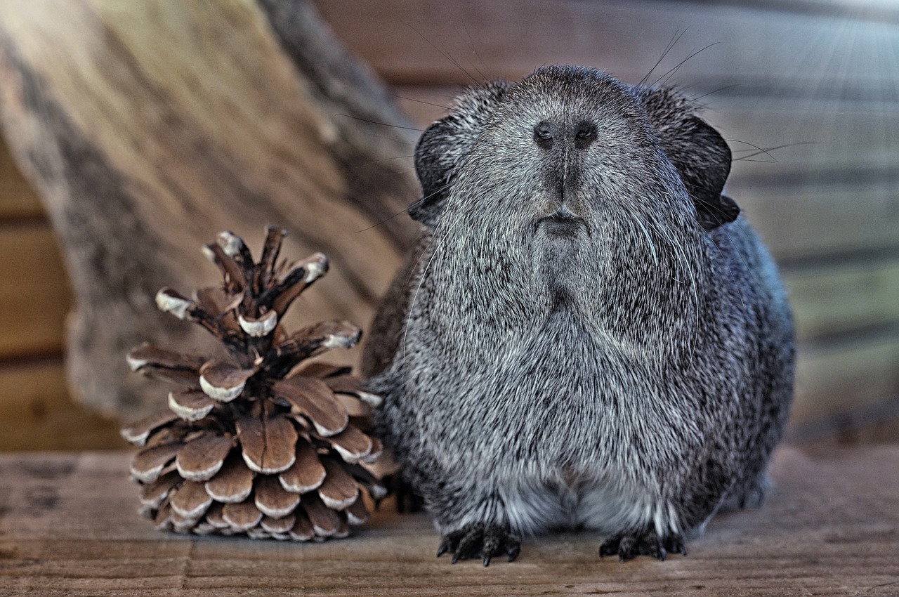 guinea pig smooth hair black and white agouti free photo