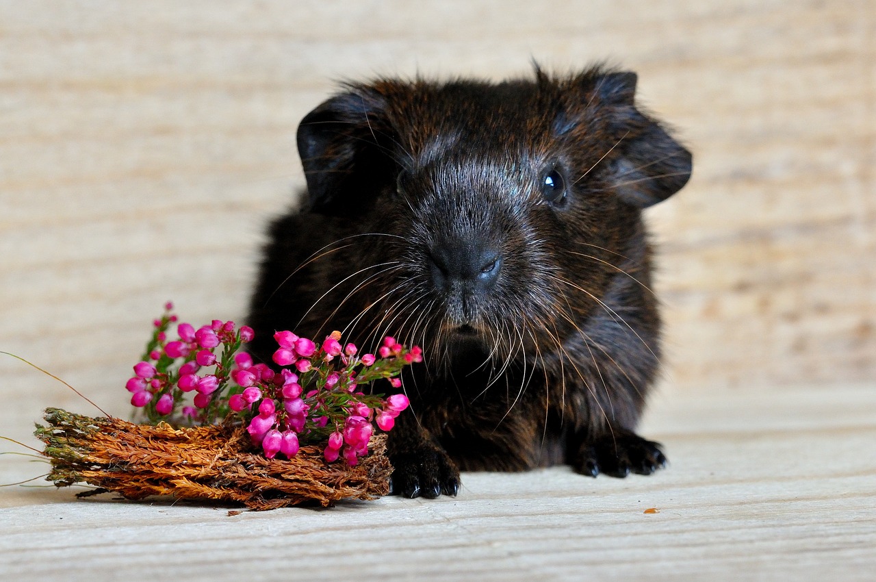 guinea pig smooth hair gold agouti free photo