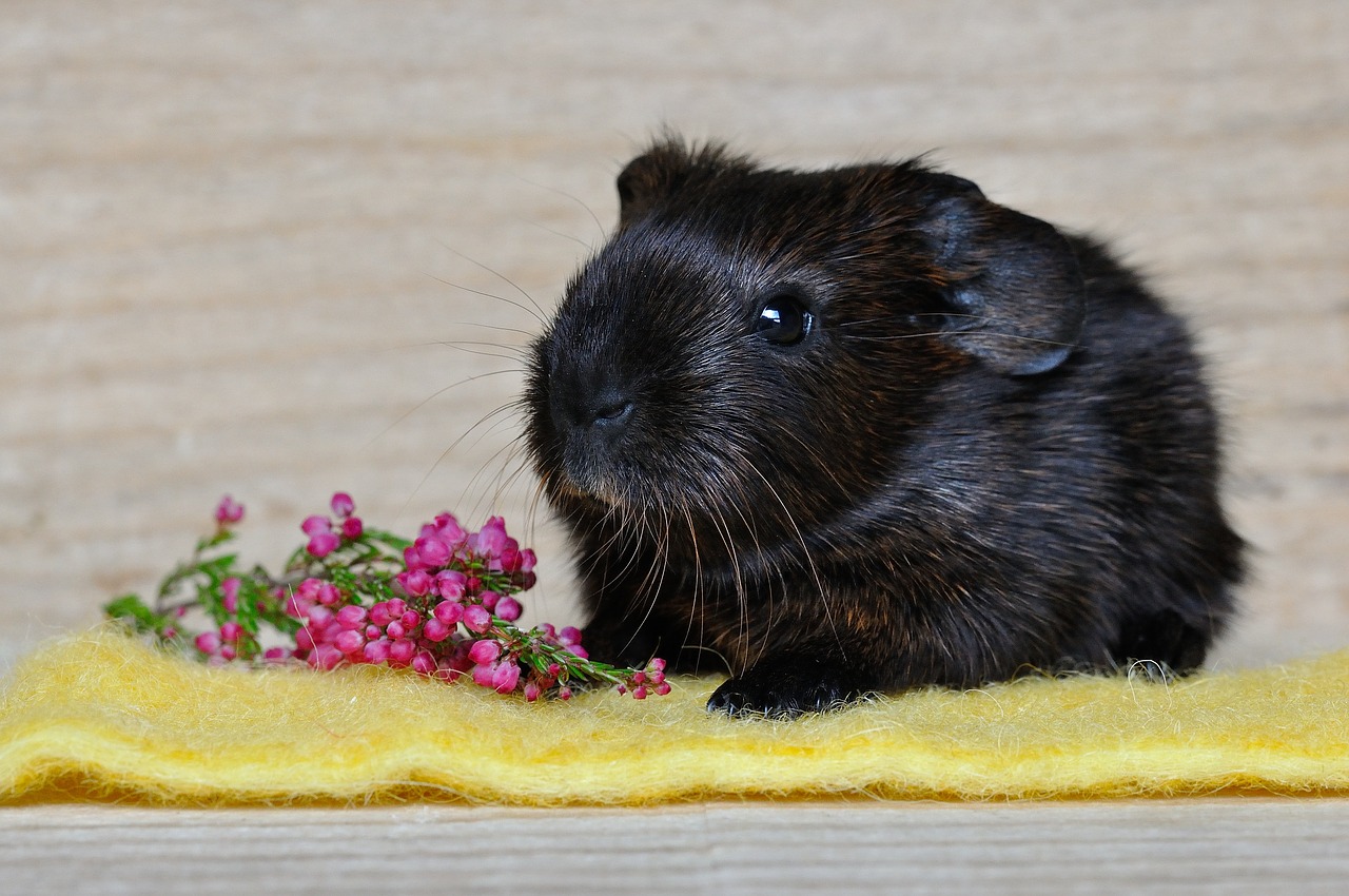 guinea pig smooth hair young animal free photo