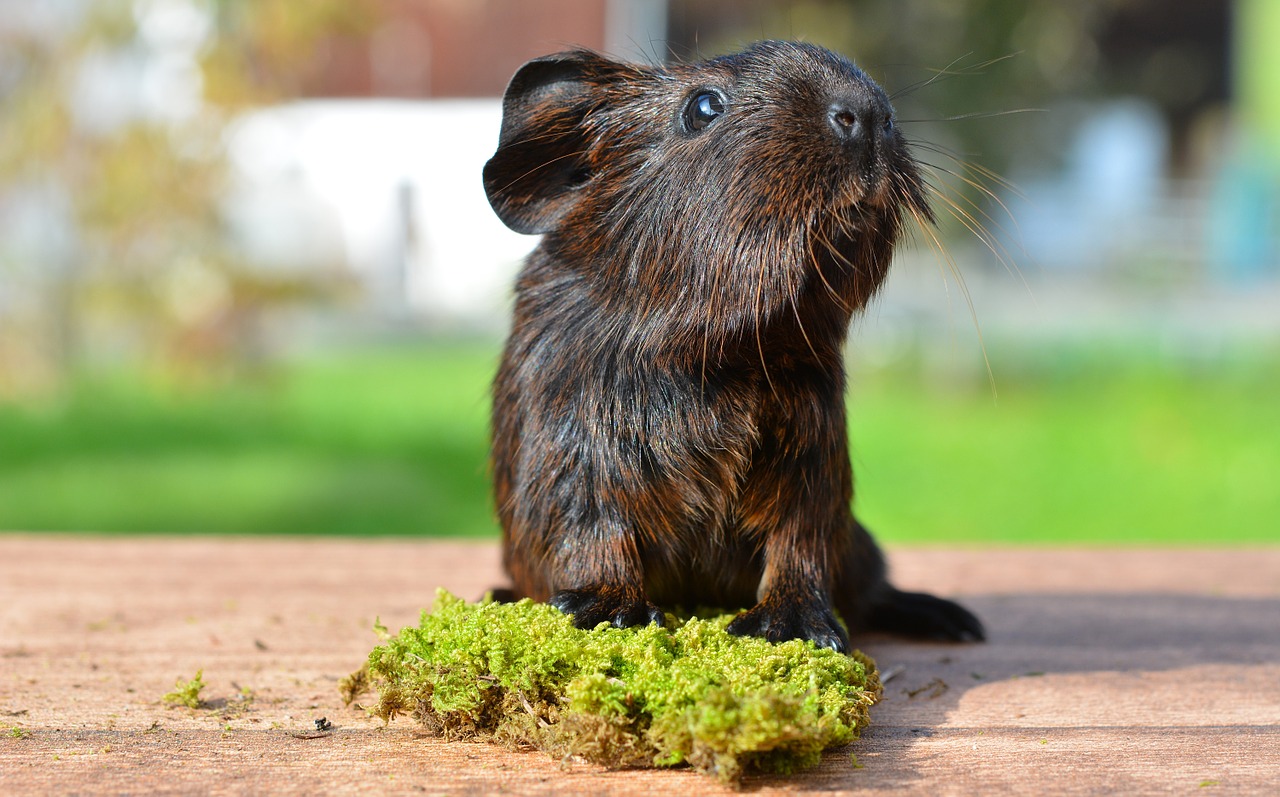 guinea pig smooth hair gold agouti free photo