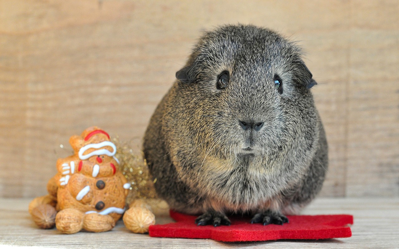 guinea pig smooth hair lemonagouti free photo