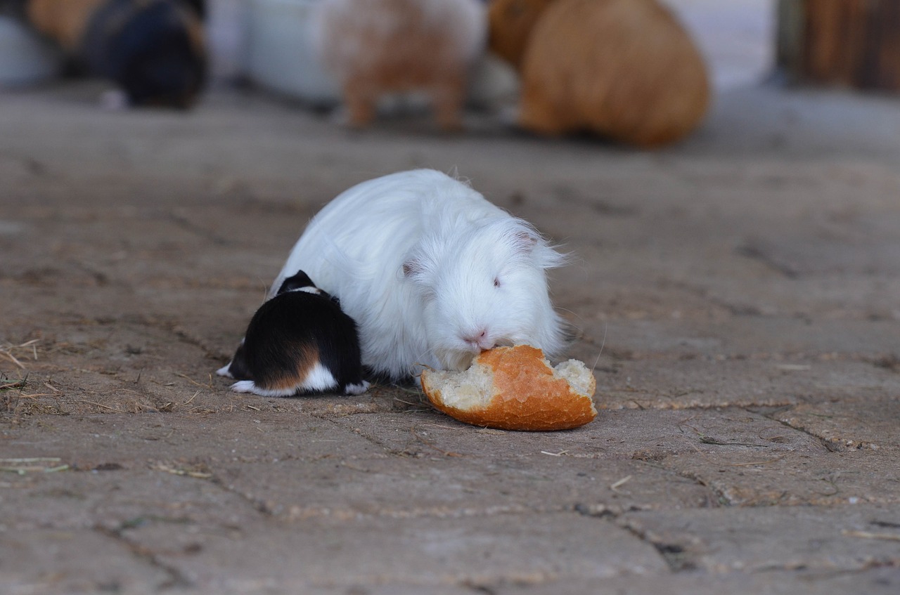 guinea pig zoo sweet free photo