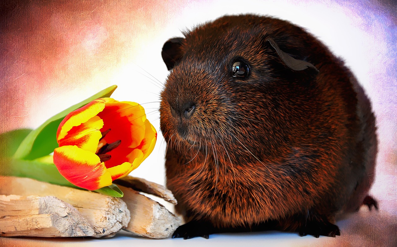 guinea pig smooth hair gold agouti free photo