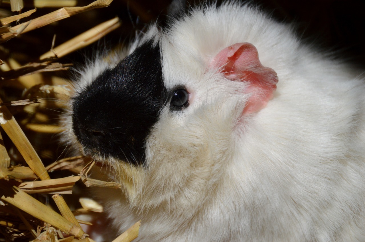 guinea pig black and white fur free photo