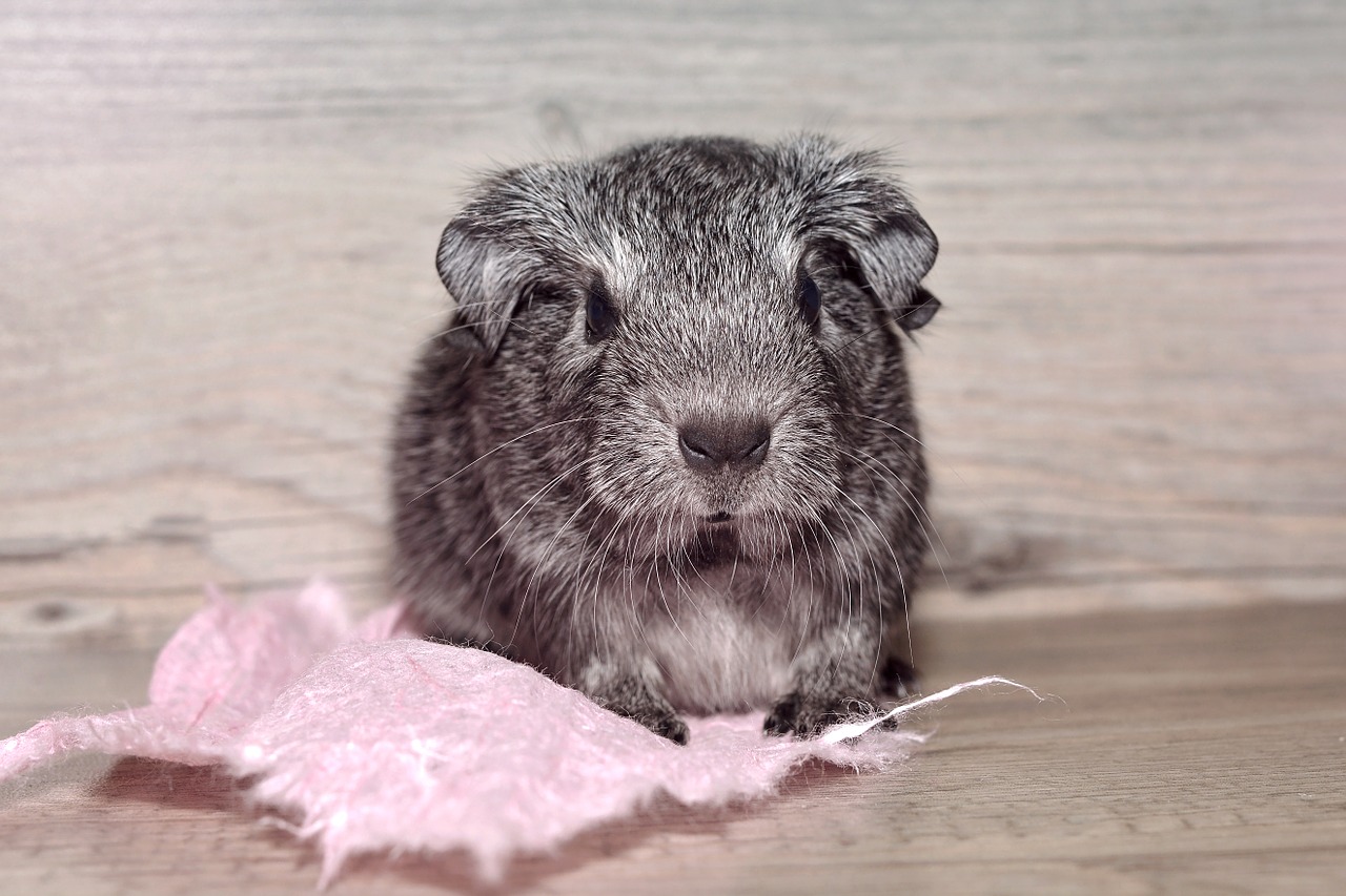 guinea pig young animal smooth hair free photo