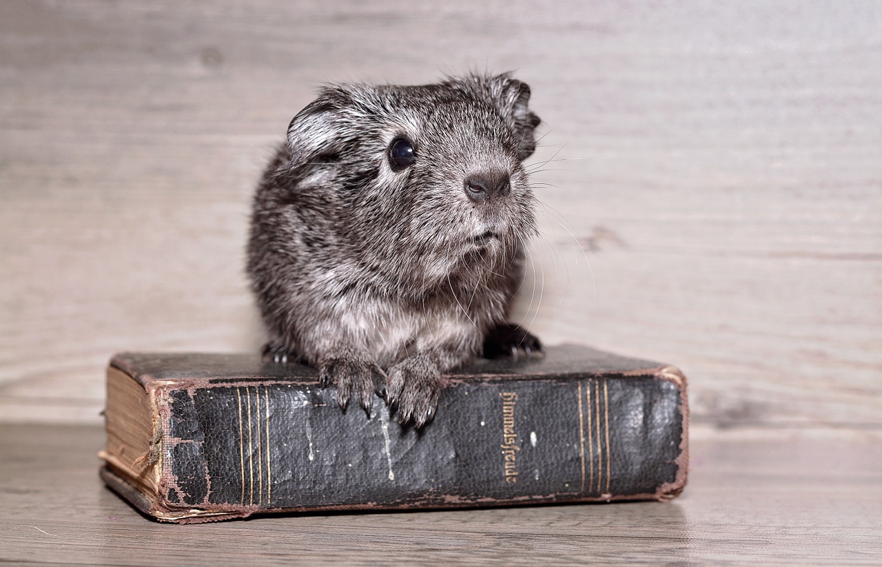 guinea pig young animal smooth hair free photo