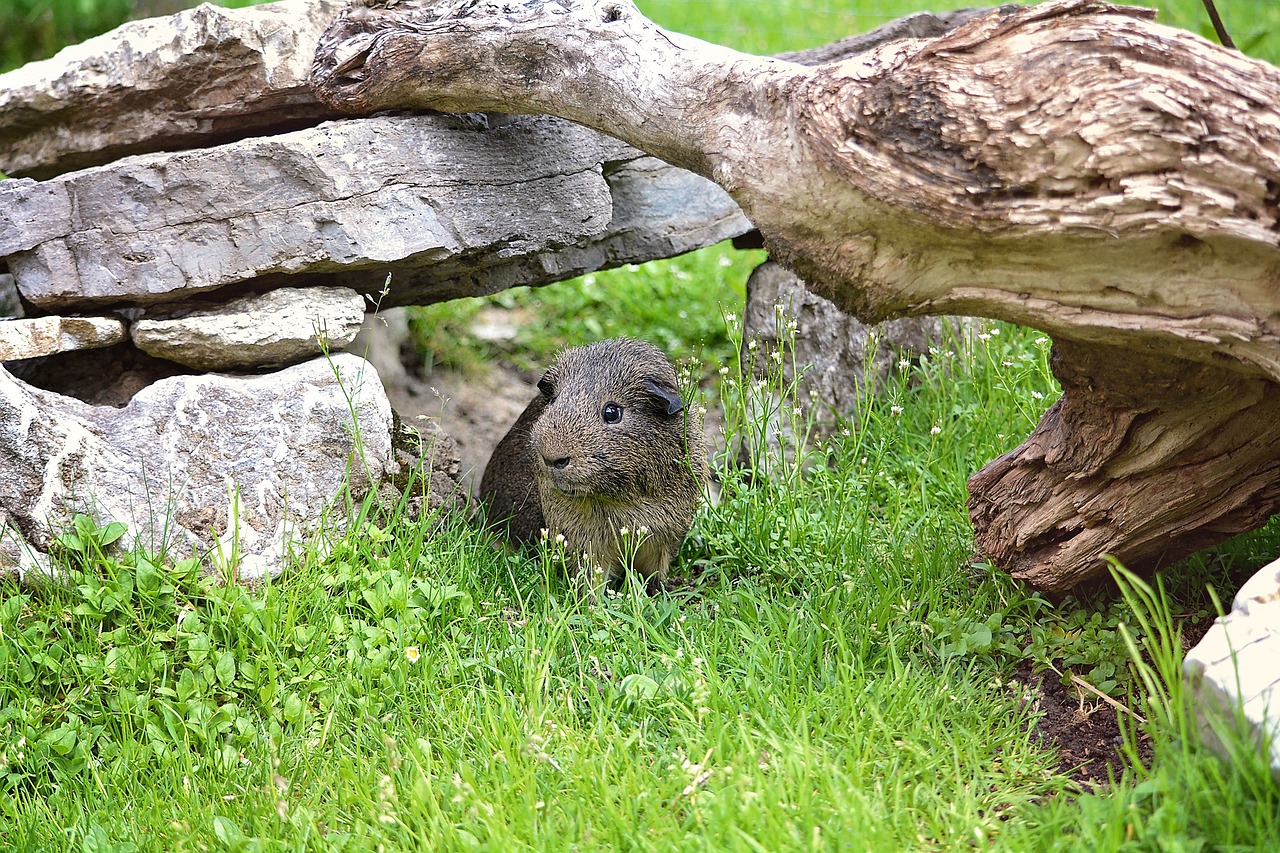 guinea pig smooth hair nature free photo