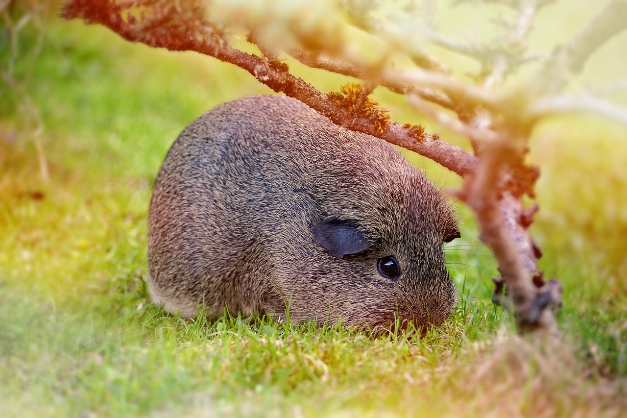 guinea pig smooth hair lemonagouti free photo