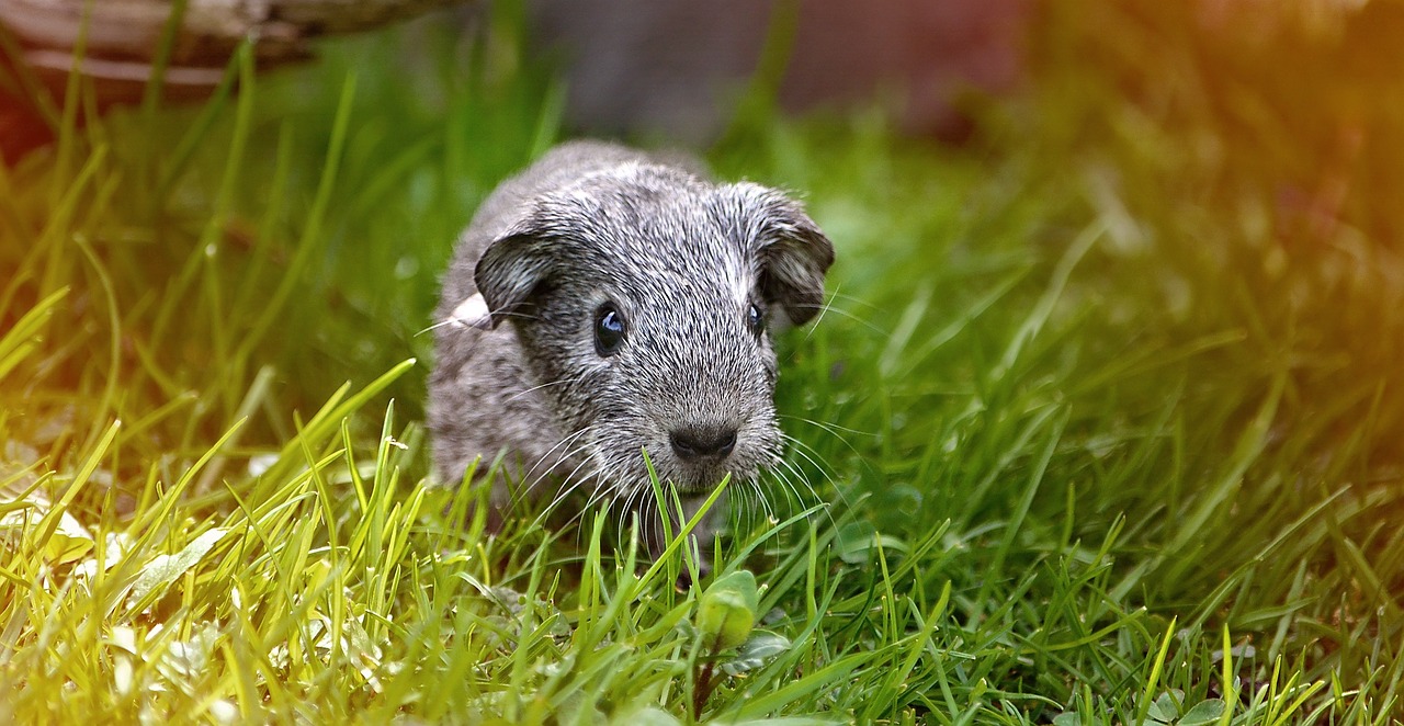 guinea pig young animal smooth hair free photo