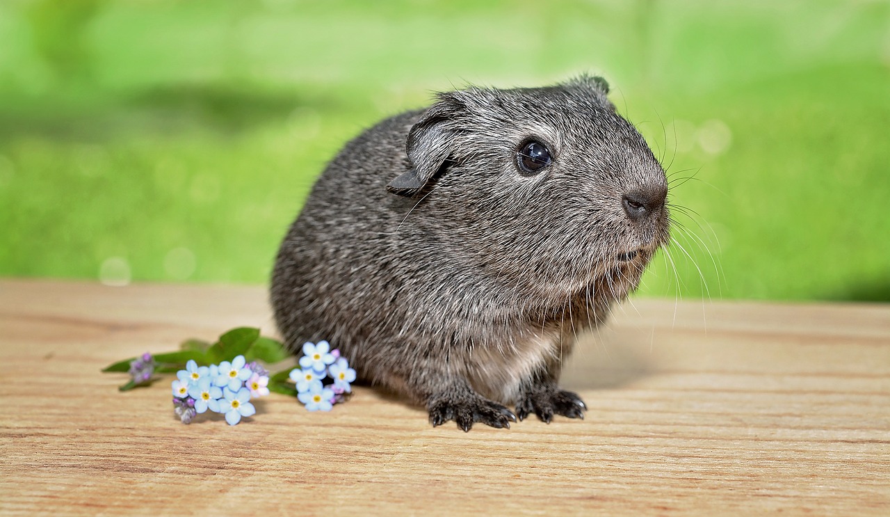 guinea pig young animal smooth hair free photo