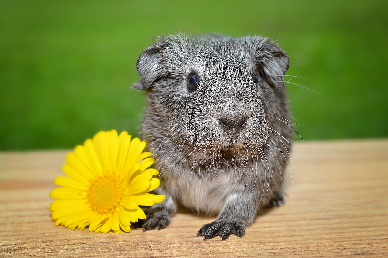guinea pig young animal smooth hair free photo