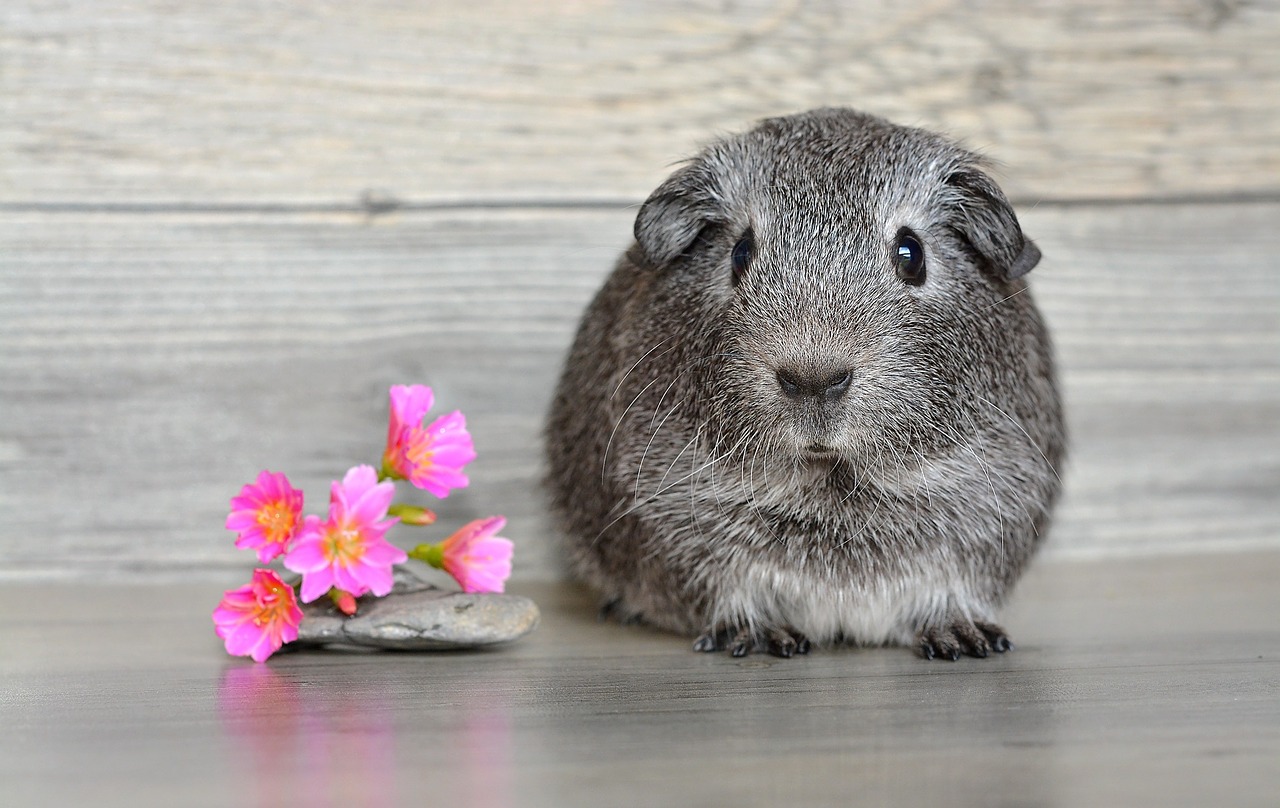 guinea pig smooth hair young animal free photo