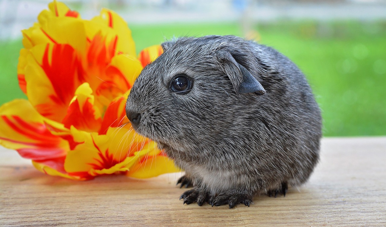 guinea pig smooth hair silver free photo