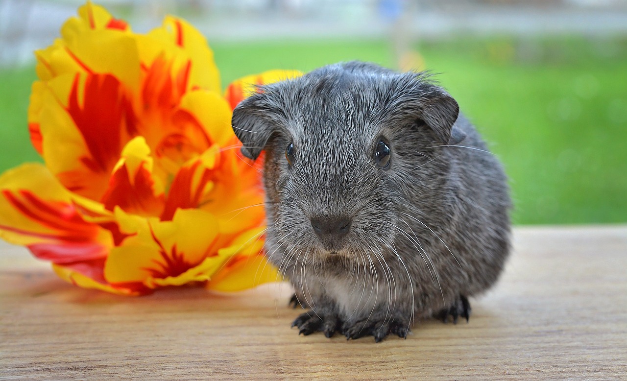 guinea pig smooth hair young animal free photo