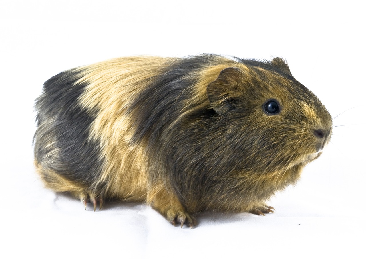 guinea pig zwierzatko favorite free photo