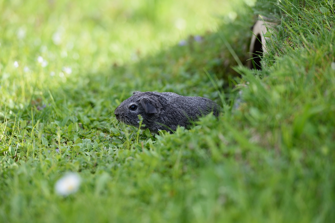 guinea pig smooth hair young animal free photo