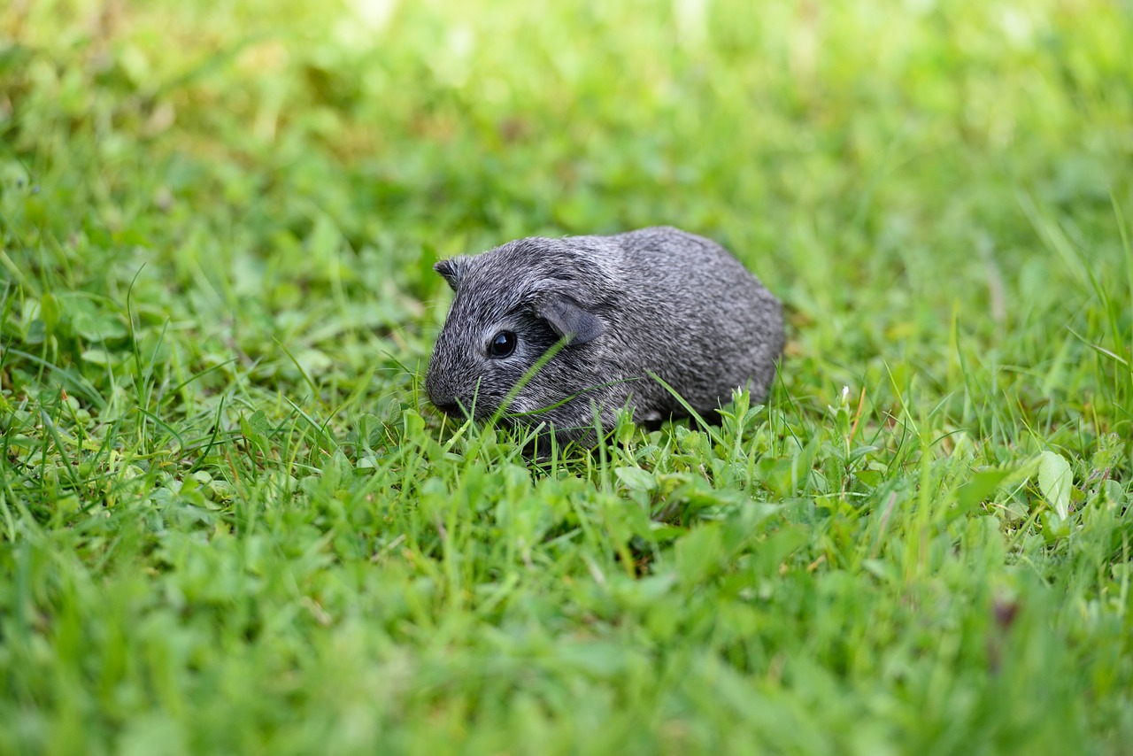 guinea pig smooth hair silver free photo