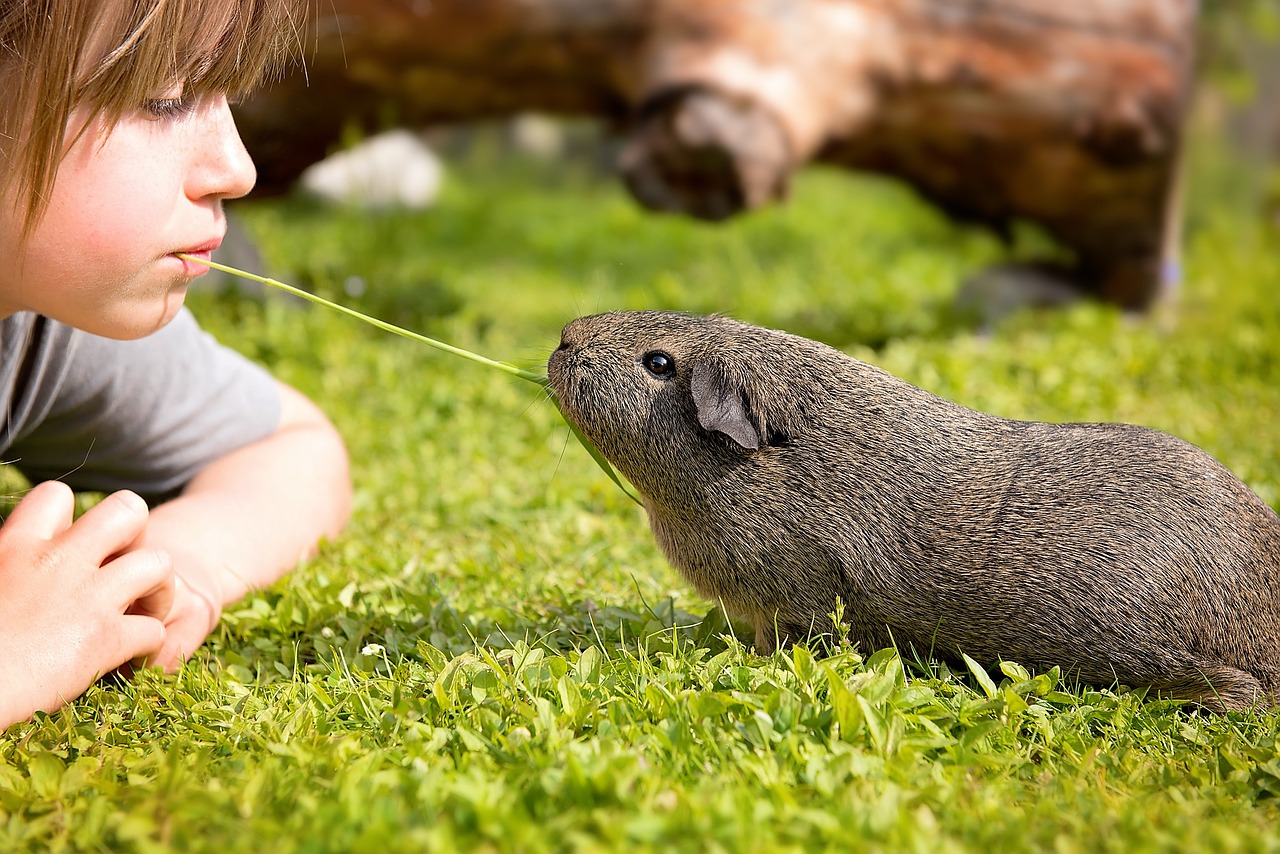 guinea pig child blade of grass free photo