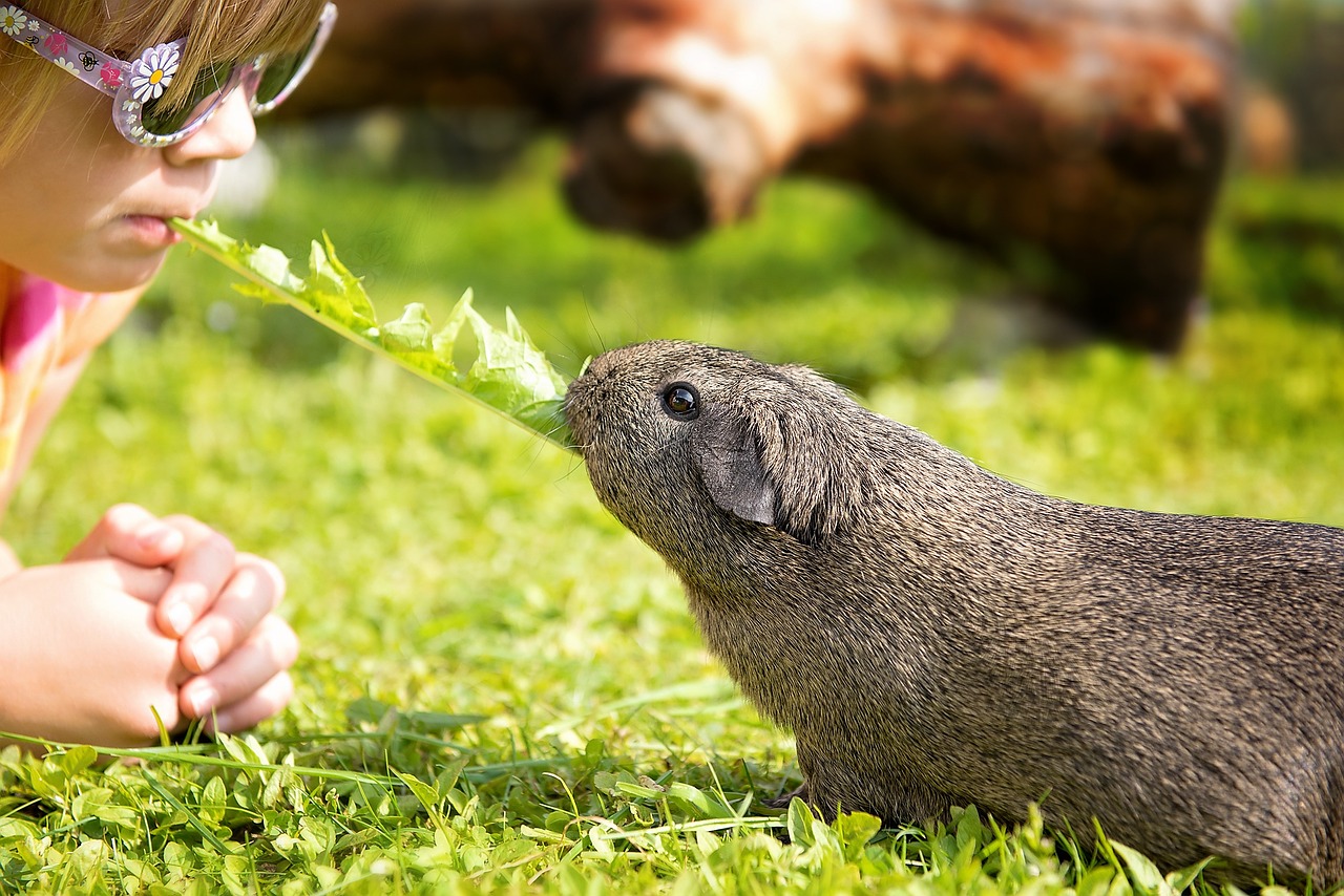 guinea pig child dandelion leaf free photo