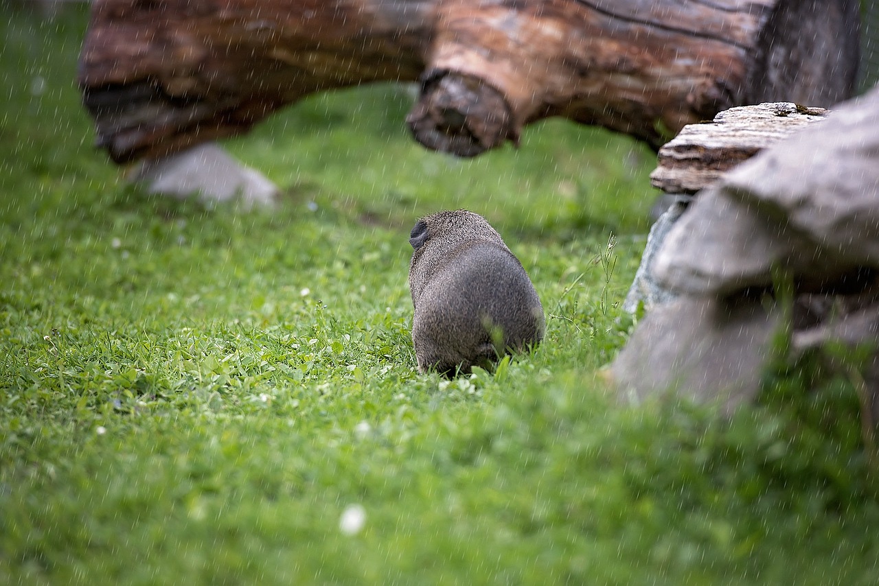 guinea pig rain nature free photo